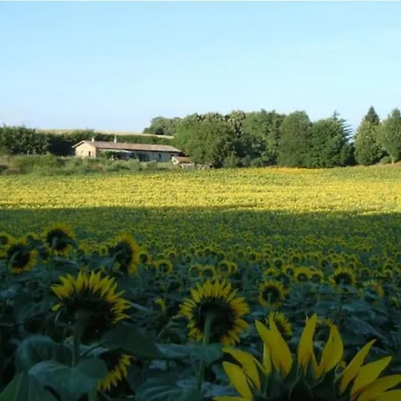 Il Picchio E La Stella *
