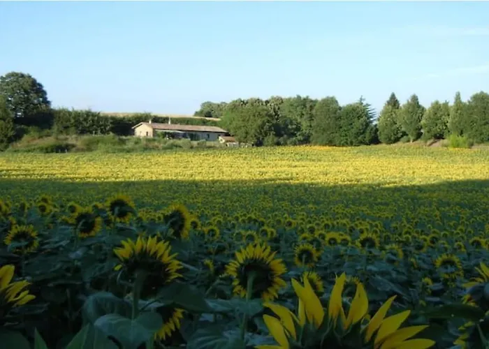 Il Picchio E La Stella *